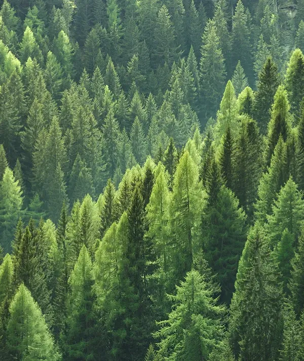 ESG